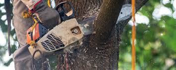 Best Tree Disease Treatment  in Cedar Park, TX